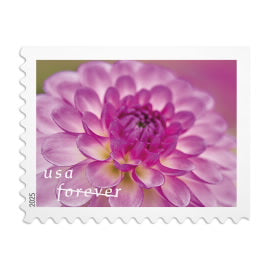USPS Forever Stamps Books - Dahlias (2024)