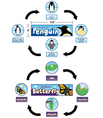 Life Cycles Bulletin Board Set Grade K-3