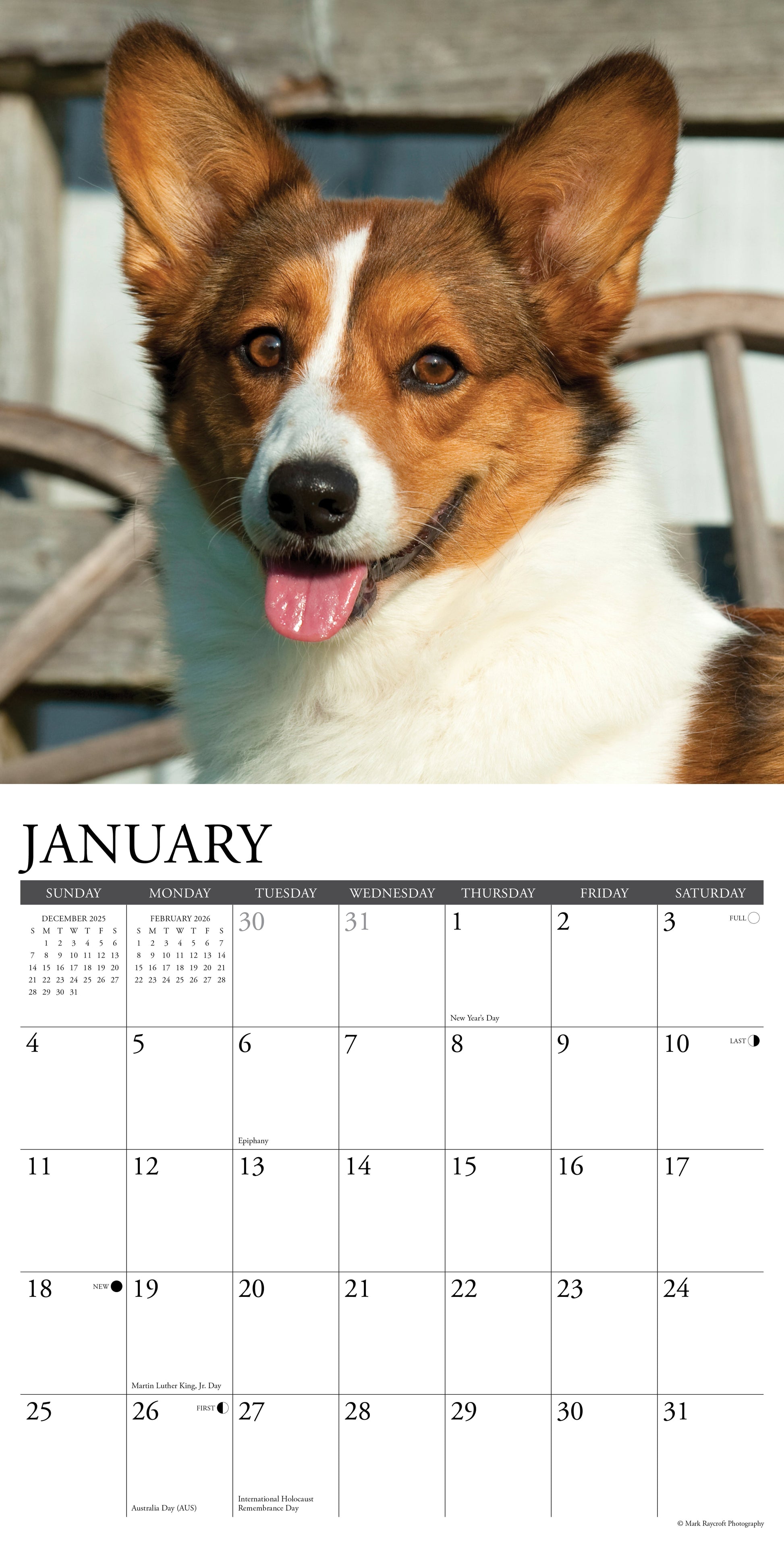 Corgis 2026 12" x 12" Wall Calendar