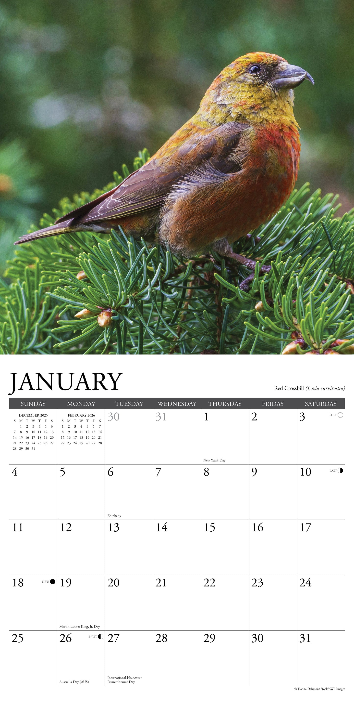 Garden Birds 2026 12" x 12" Wall Calendar