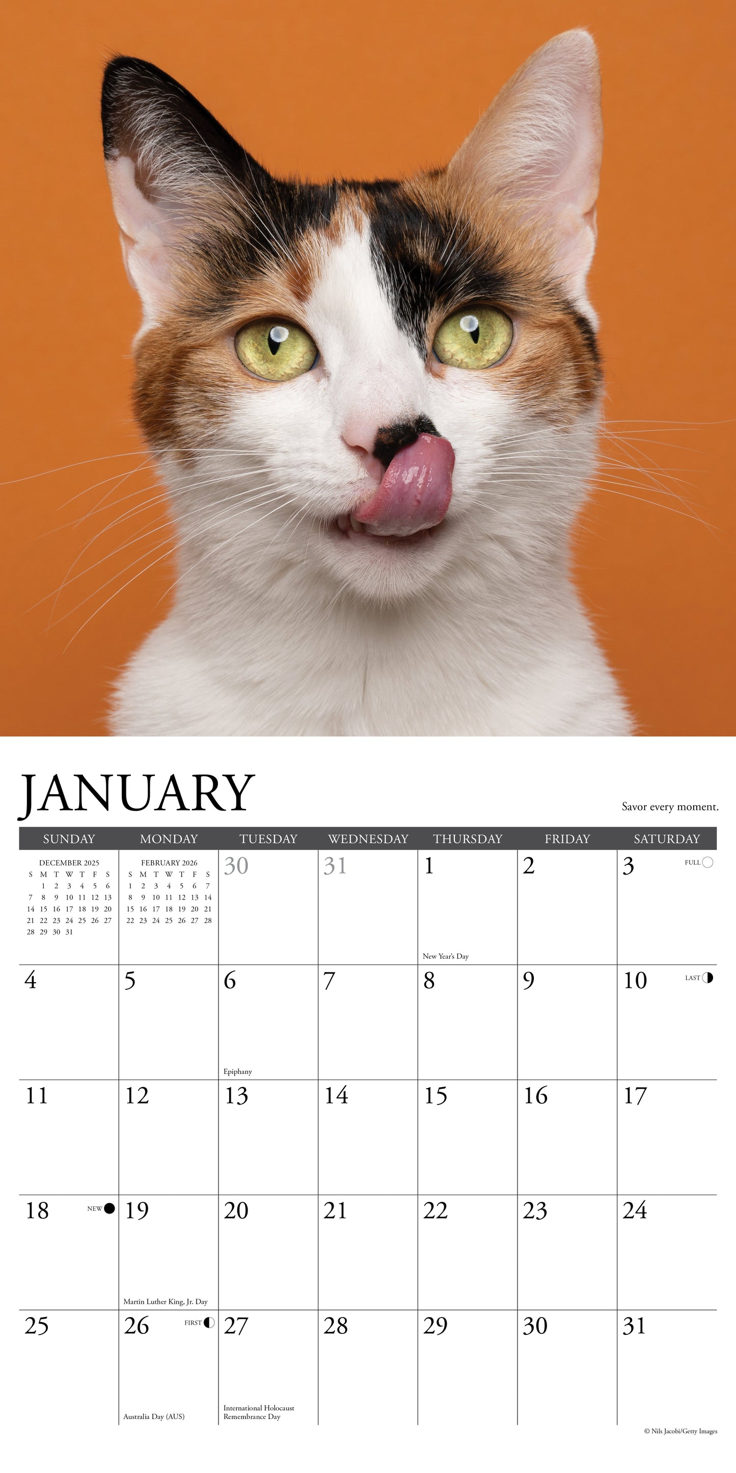 What Cats Teach Us 12" x 12" 2026 Wall Calendar