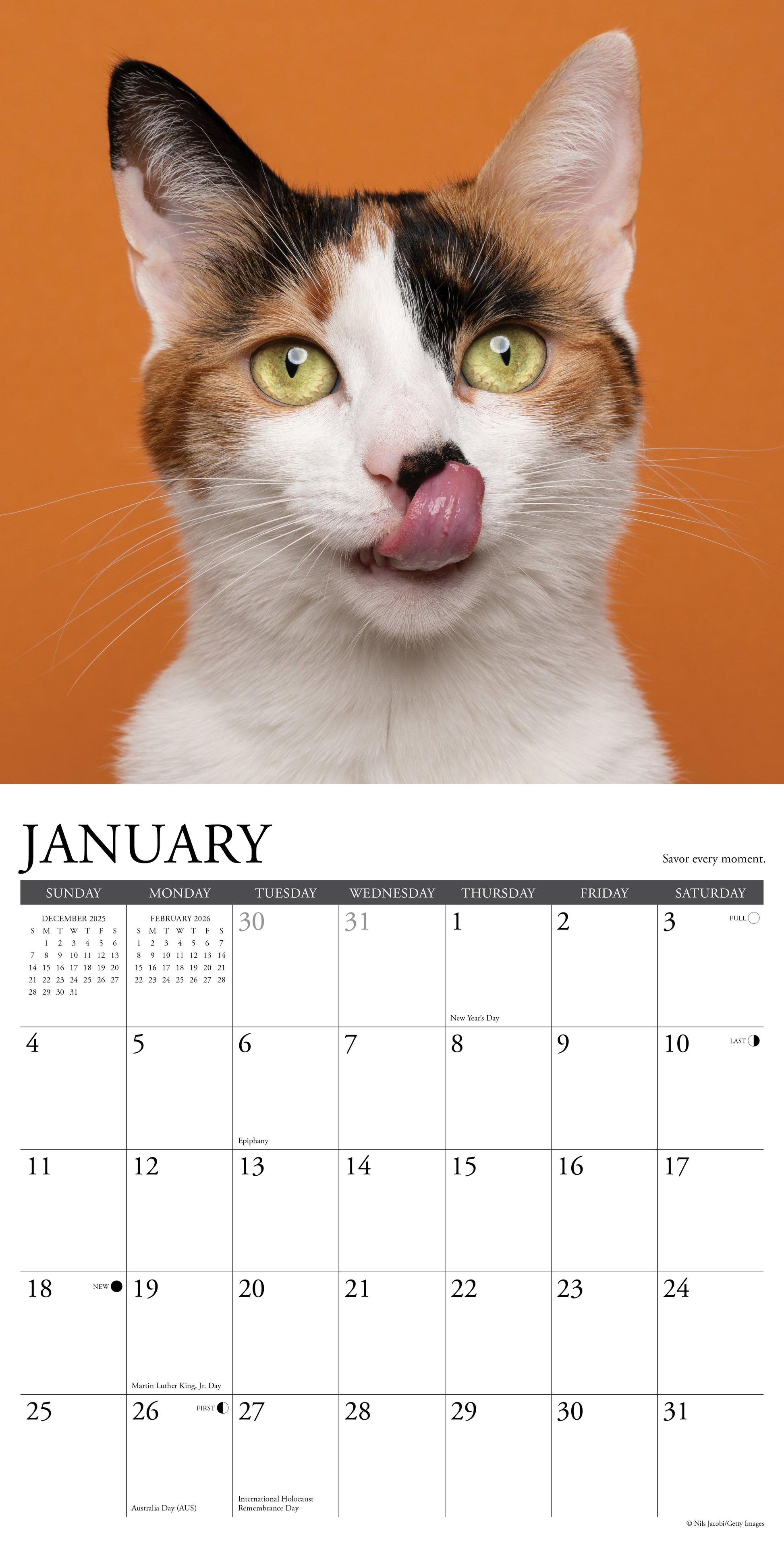 What Cats Teach Us 12" x 12" 2026 Wall Calendar