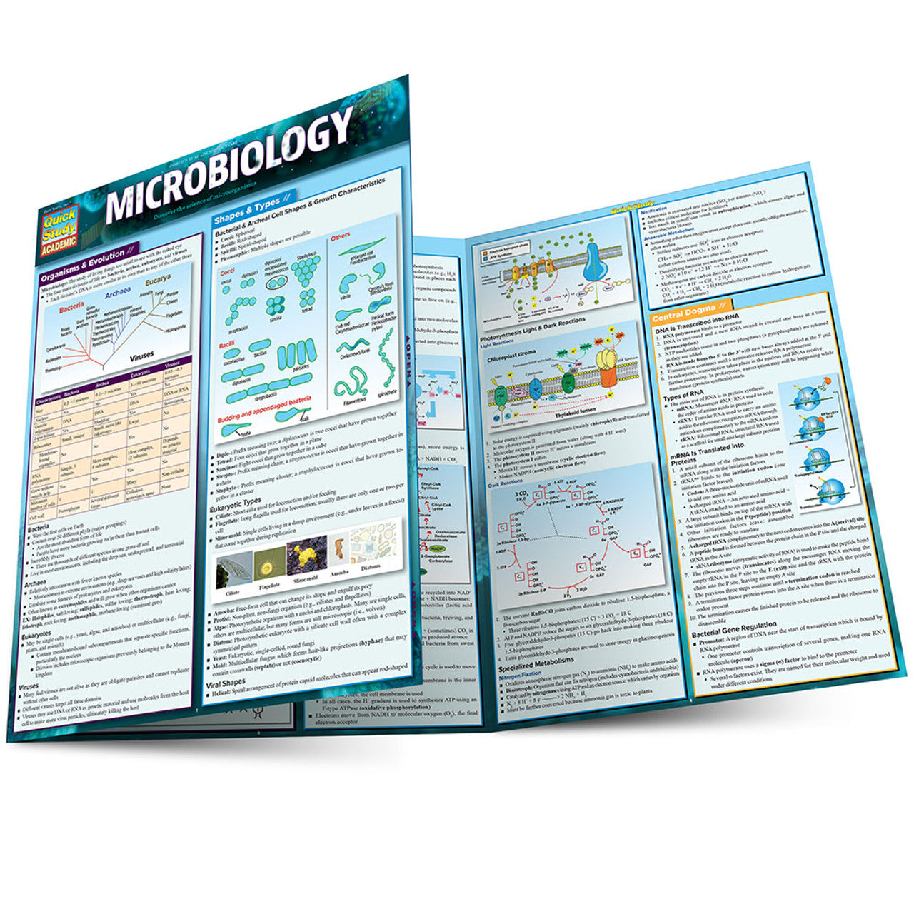 QuickStudy | Microbiology [233190]