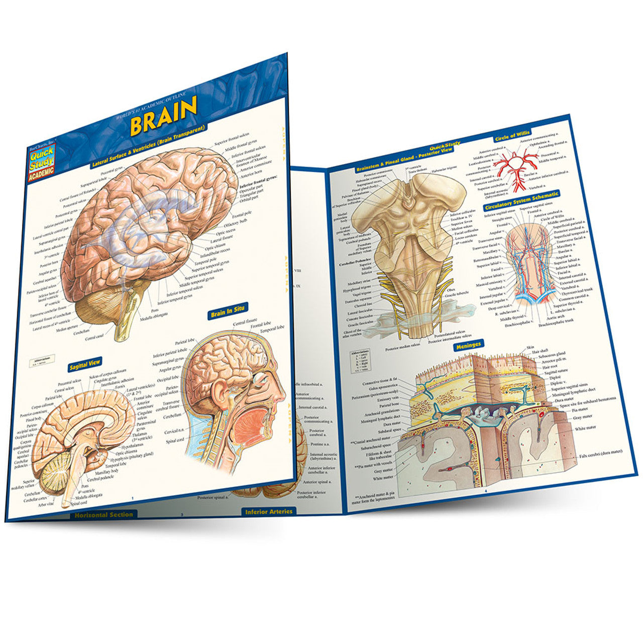 QuickStudy | BRAIN [233213]