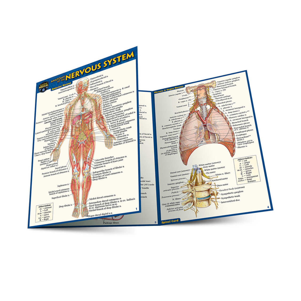 QuickStudy | Nervous System [224988]