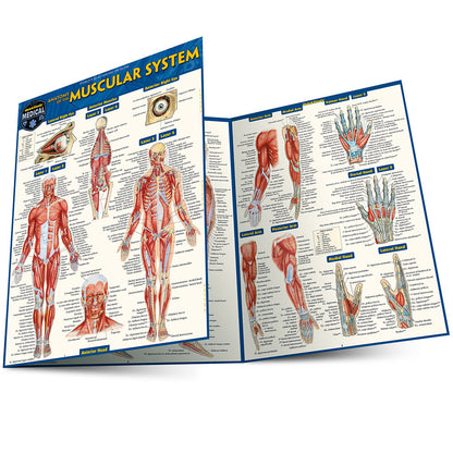 Anatomy of the Muscular System