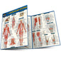 Anatomy of the Muscular System