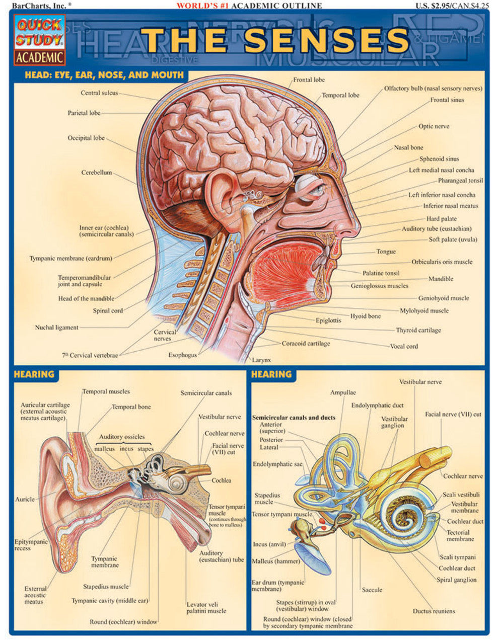 QuickStudy | The Senses [224995]