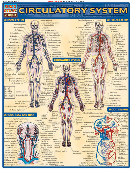 QuickStudy | CIRCULATORY SYSTEM [225244]