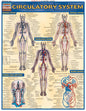 QuickStudy | CIRCULATORY SYSTEM [225244]