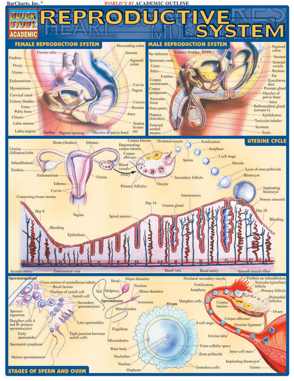 QuickStudy | REPRODUCTIVE SYSTEM [225459]