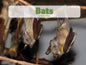 Bats