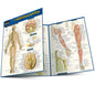 Anatomy of the Nervous System
