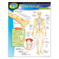 HUMAN BODY SKELETAL SYSTEM Learning Chart 17x22 [T38093]