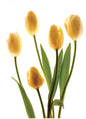 White Tulips Thank You Card