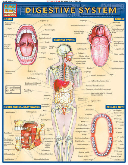 QuickStudy | Digestive System [225251]