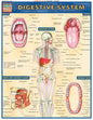 QuickStudy | Digestive System [225251]