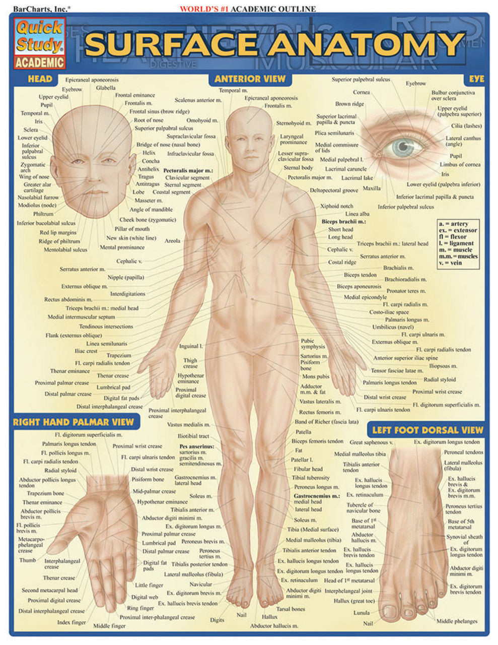 QuickStudy | SURFACE ANATOMY [228146]