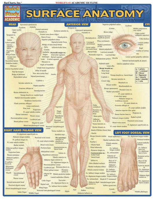 QuickStudy | SURFACE ANATOMY [228146]