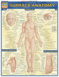 QuickStudy | SURFACE ANATOMY [228146]