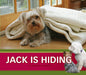 JACK IS HIDING - Single Copy [JD34]