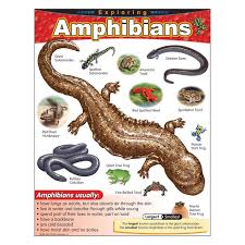 Exploring Amphibians Learning Chart 17x22 [T38182]