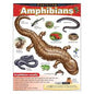 Exploring Amphibians Learning Chart 17x22 [T38182]