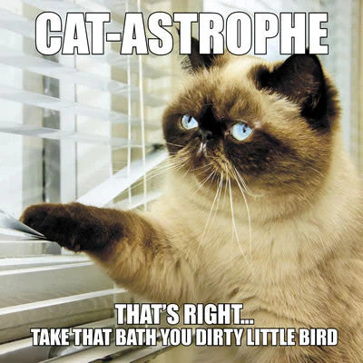 Cat-Astrophe Book [39910]