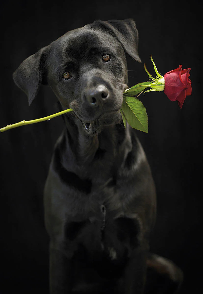 You're amazing and wonderful and perfect and you smell good Valentine's Day Greeting Card [VDT32305]
