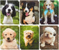 BLUE PANDA 2-Pocket File Folder, Decorative Dog, Puppy Designs for Kids, School, Office, Letter Size (12x9.5 in) [FSFGO]