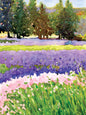 Field of Lavender and Iris Blank Greeting Card [2857BL]