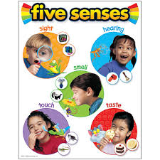 Five Senses Learning Chart 17x22 [T38051]