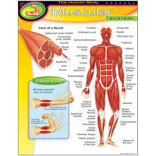 HUMAN BODY MUSCULAR SYSTEM CHART 17x22 [T38095]
