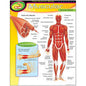 HUMAN BODY MUSCULAR SYSTEM CHART 17x22 [T38095]