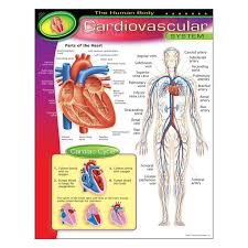 HUMAN BODY CARDIOVASCULAR Learning Chart 17x22 [T38090]