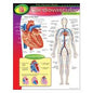 HUMAN BODY CARDIOVASCULAR Learning Chart 17x22 [T38090]