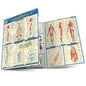 QuickStudy | ANATOMY 2 [228566]