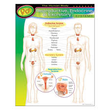 The Human Body–Reproductive, Endocrine, Excretory Systems Learning Chart 17x22 [T38091]