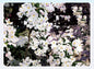 Flowering Tree Blank Greeting Card