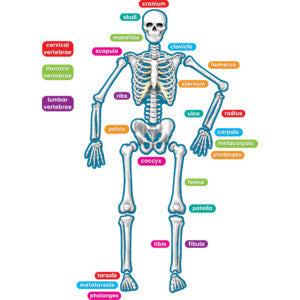 Human Skeleton Magnetic Accents [TCR77241]