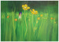 BUTTERCUP SYMPATHY