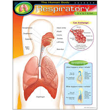 HUMAN BODY RESPIRATORY SYSTEM Learning Chart 17x22 [T38094]