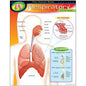 HUMAN BODY RESPIRATORY SYSTEM Learning Chart 17x22 [T38094]