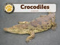 Crocodiles - Single Copy [PW314]