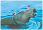 Hippo and Birdies Birthday Card